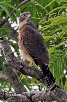 Butastur rufipennis; Grasshopper buzzard; Gräshoppsvråk