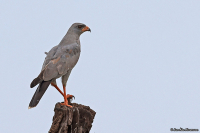 Melierax metabates; Dark chanting goshawk; Mörk sånghök