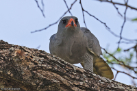 Melierax metabates; Dark chanting goshawk; Mörk sånghök