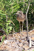 Burhinus senegalensis; Senegal thick-knee; Senegaltjockfot