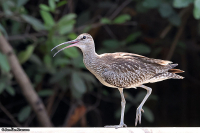 Numenius phaeopus; Whimbrel; Småspov