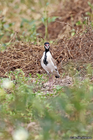 Vanellus tectus; Black-headed lapwing; Svarthuvad vipa