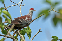 Columba guinea; Speckled pigeon; Guineaduva