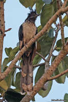 Clamator levaillantii; Levaillant's cuckoo; Strimmig skatgök