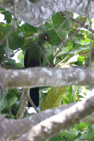 Tauraco persa; Guinea [Green] turaco; Guineaturako