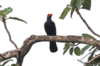 Tauraco violaceus; Violet turaco; Lila turako
