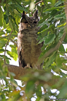 Bubo cinerascens; Greyish eagle-owl; Saheluv