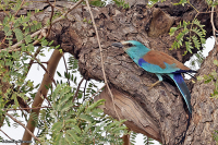 Coracias abyssinicus; Abyssinian roller; Savannblåkråka