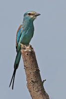 Coracias abyssinicus; Abyssinian roller; Savannblåkråka