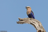 Coracias cyanogaster; Blue-bellied roller; Gräddhuvad blåkråka