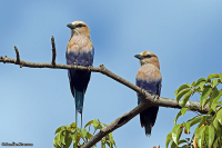 Coracias cyanogaster; Blue-bellied roller; Gräddhuvad blåkråka