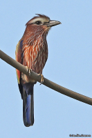Coracias naevius; Purple [Rufous-crowned] roller; Fläckblåkråka
