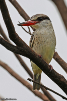 Halcyon chelicuti; Striped kingfisher; Strimkungsfiskare