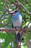 Halcyon malimbica; Blue-breasted kingfisher; Blåbröstad kungsfiskare
