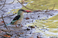 Halcyon malimbica; Blue-breasted kingfisher; Blåbröstad kungsfiskare
