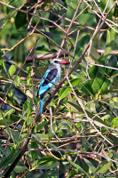 Halcyon senegalensis; Woodland kingfisher; Savannkungsfiskare