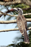 Lophoceros nasutus; African grey hornbill; Gråtoko