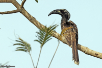 Lophoceros nasutus; African grey hornbill; Gråtoko
