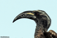Lophoceros nasutus; African grey hornbill; Gråtoko
