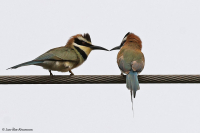 Merops albicollis; White-throated bee-eater; Vitstrupig biätare