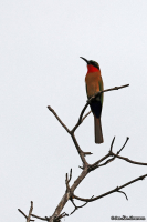 Merops bulocki; Red-throated bee-eater; Rödstrupig biätare