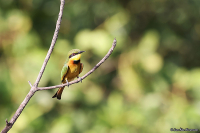 Merops pusillus; Little bee-eater; Dvärgbiätare