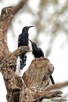 Phoeniculus purpureus; Green wood-hoopoe; Grön skratthärfågel