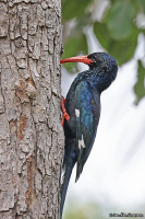 Phoeniculus purpureus; Green wood-hoopoe; Grön skratthärfågel
