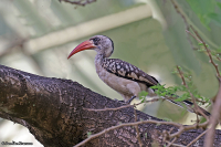 Tockus kempi; Western red-billed hornbill; Senegaltoko