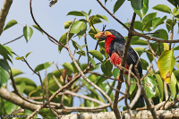 Pogonornis dubius; Bearded barbet; Rödbröstad barbett
