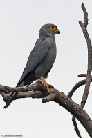 Falco ardosiaceus; Grey kestrel; Skifferfalk