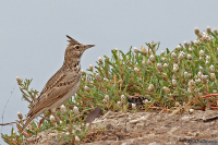 Galerida cristata; Crested lark; Tofslärka