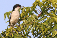 Dryoscopus gambensis; Northern puffback;  Nordlig dunrygg