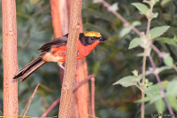 Laniarius barbarus; Yellow-crowned gonolek; Gulkronad busktörnskata