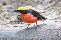 Laniarius barbarus; Yellow-crowned gonolek; Gulkronad busktörnskata