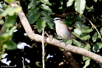Tchagra senegalus; Black-crowned tchagra; Svartkronad tchagra