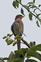 Lanius corvinus; Yellow-billed shrike; Gulnäbbad törnskata