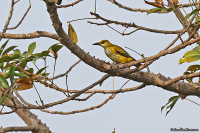 Oriolus auratus; African golden oriole; Afrikansk sommargylling
