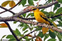 Oriolus auratus; African golden oriole; Afrikansk sommargylling