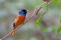 Terpsiphone rufiventer; Red-bellied paradise-flycatcher;  Rostbukig paradismonark
