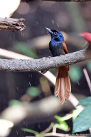 Terpsiphone viridis; African paradise flycatcher; Afrikansk paradismonark