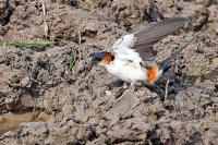 Cecropis daurica; Red-rumped swallow; Rostgumpsvala
