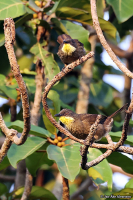 Atimastillas flavicollis; Yellow-gorgeted greenbul; Gulstrupig grönbulbyl