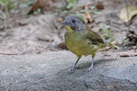 Bleda canicapillus; Grey-headed bristlebill; Gråhuvad borstbulbyl