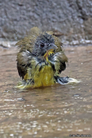 Bleda canicapillus; Grey-headed bristlebill; Gråhuvad borstbulbyl