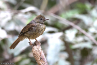 Eurillas virens; Little greenbul; Mindre grönbulbyl