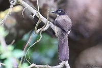 Turdoides reinwardtii; Blackcap babbler; Svarthuvad skriktrast