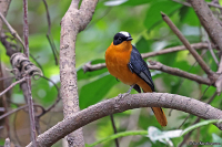 Cossypha niveicapilla; Snowy-crowned robin-chat; Rostnackad snårskvätta
