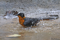 Cossypha niveicapilla; Snowy-crowned robin-chat; Rostnackad snårskvätta