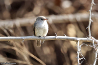 Muscicapa aquatica; Swamp flycatcher; Sumpflugsnappare
